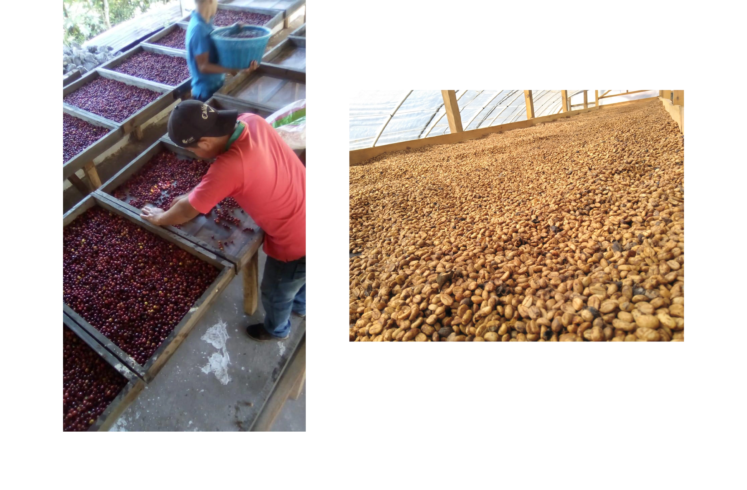 台北 粉紅森林咖啡生豆商 RWD形象官網/網站設計/平面設計/dm設計/型錄設計/展場設計 電腦版(12)