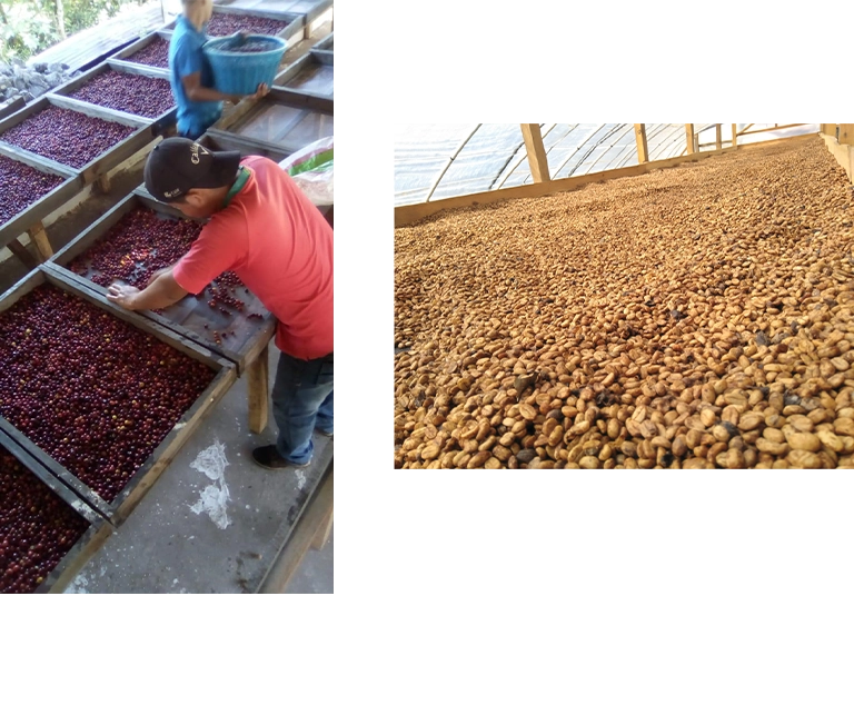 台北 粉紅森林咖啡生豆商 RWD形象官網/網站設計/平面設計/dm設計/型錄設計/展場設計 手機版(12)