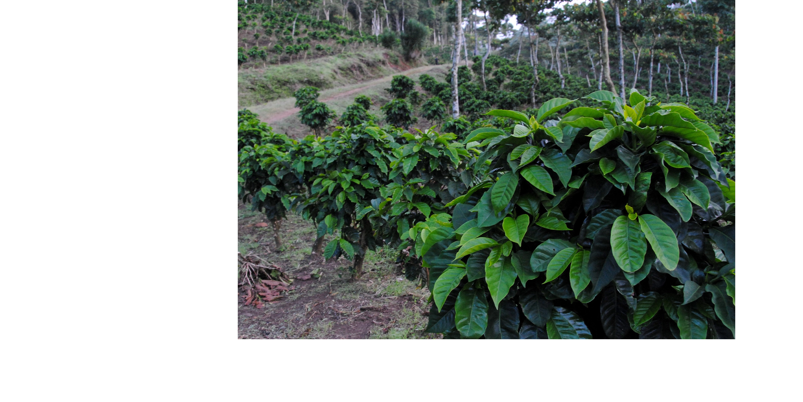 台北 粉紅森林咖啡生豆商 RWD形象官網/網站設計/平面設計/dm設計/型錄設計/展場設計 電腦版(11)