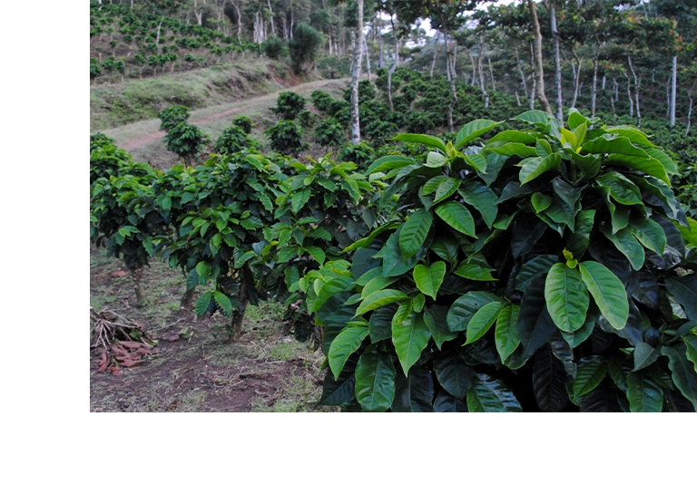 台北 粉紅森林咖啡生豆商 RWD形象官網/網站設計/平面設計/dm設計/型錄設計/展場設計 手機版(11)