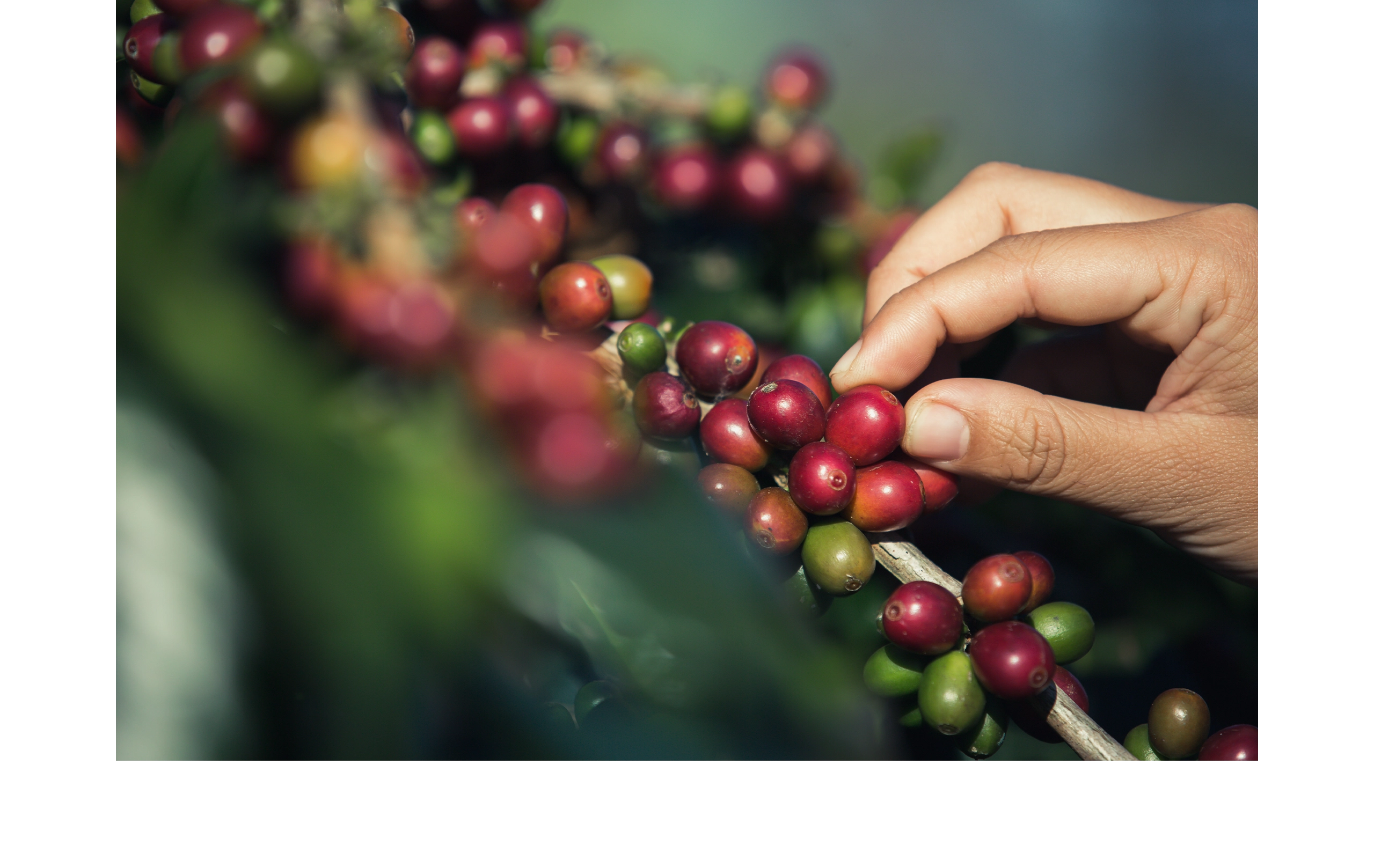 台北 粉紅森林咖啡生豆商 RWD形象官網/網站設計/平面設計/dm設計/型錄設計/展場設計 電腦版(7)