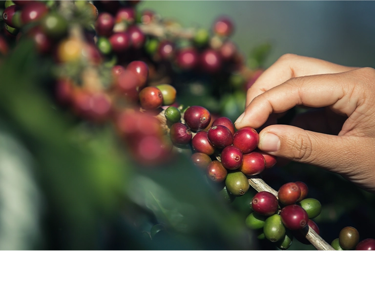 台北 粉紅森林咖啡生豆商 RWD形象官網/網站設計/平面設計/dm設計/型錄設計/展場設計 手機版(7)