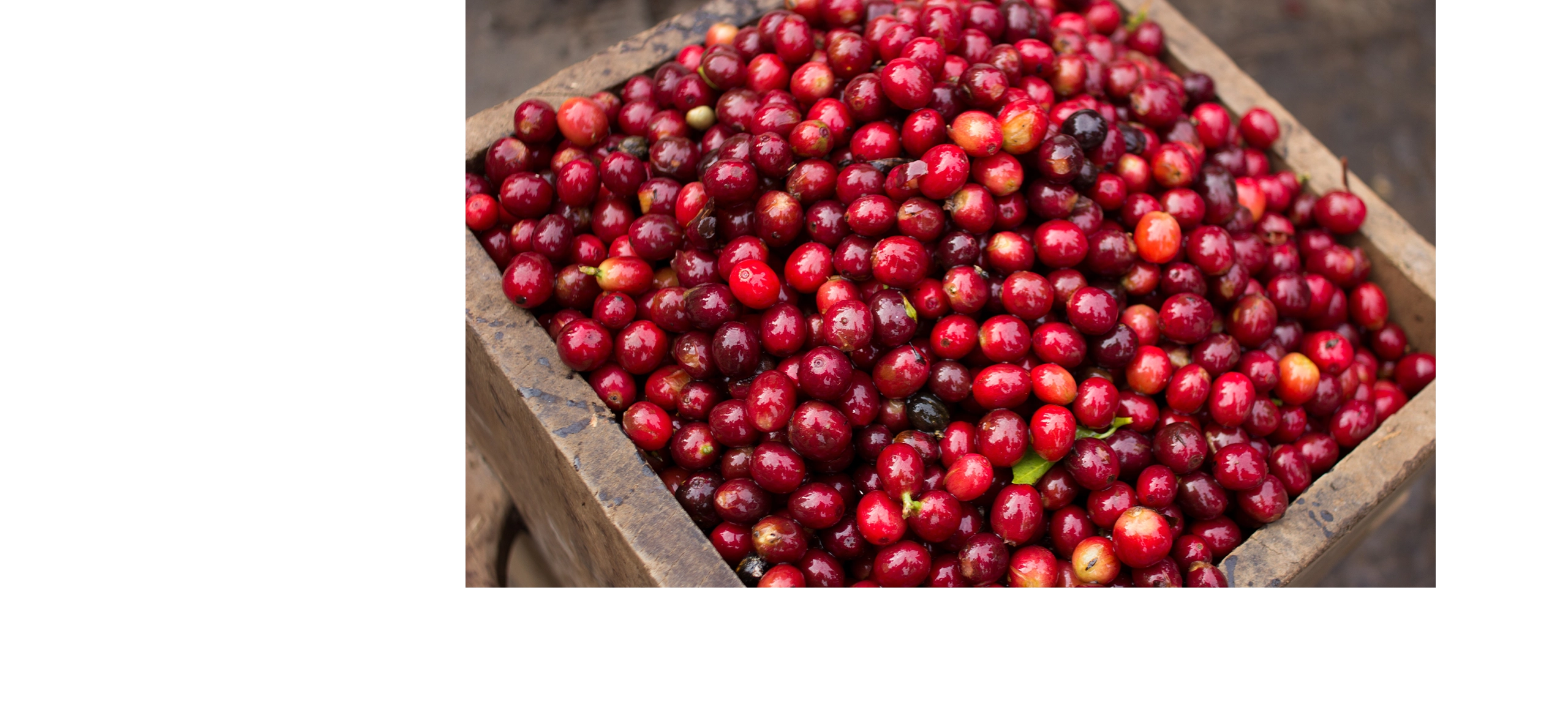 台北 粉紅森林咖啡生豆商 RWD形象官網/網站設計/平面設計/dm設計/型錄設計/展場設計 電腦版(3)