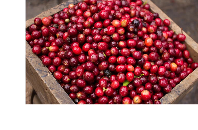 台北 粉紅森林咖啡生豆商 RWD形象官網/網站設計/平面設計/dm設計/型錄設計/展場設計 手機版(3)