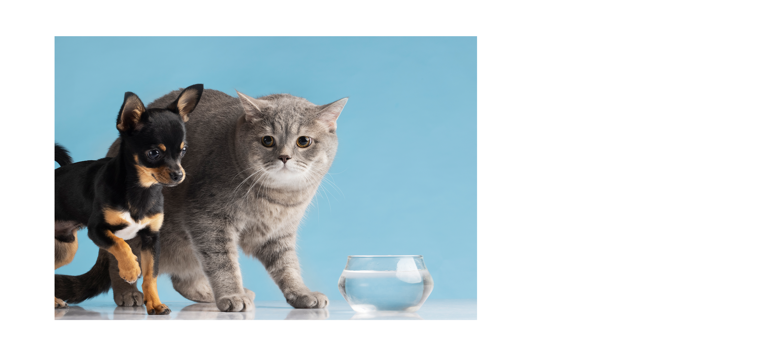 福樂寵｜科研養寵生活家 品牌設計 / ci設計 / vi設計 / logo設計 / 平面設計 / 型錄設計 / 展場設計電腦版(2)