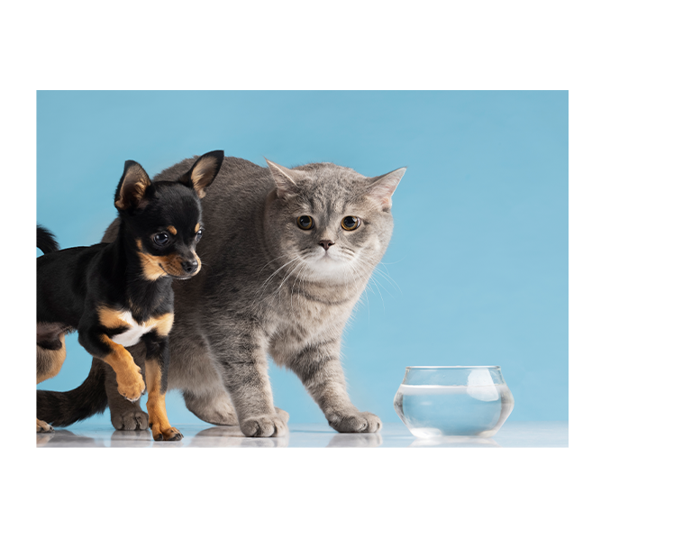 福樂寵｜科研養寵生活家 品牌設計 / ci設計 / vi設計 / logo設計 / 平面設計 / 型錄設計 / 展場設計手機版(2)